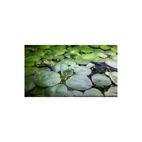 LIMNOBIUM LAEVIGATUM