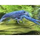 PROCAMBARUS ALLENI BLEU