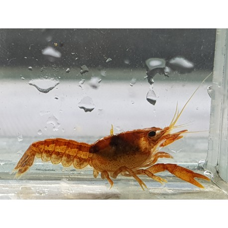 CPO CAMBARELLUS ORANGE