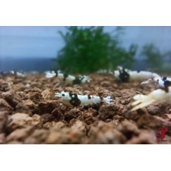 PURE BLACK LINE (PBL)