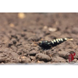 LOT DE 10 GALAXY BLACK MIDDLE