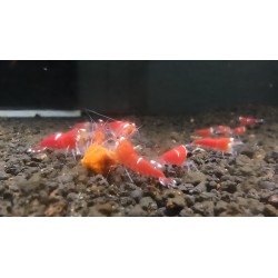 SUPER RED CRYSTAL ONE STRIPE