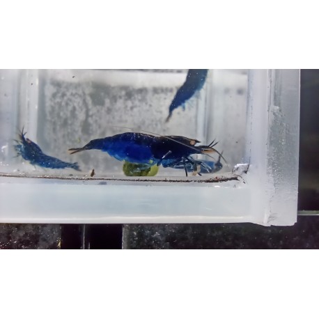 TIGER ROYAL YEUX ORANGE