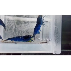 TIGER ROYAL YEUX ORANGE