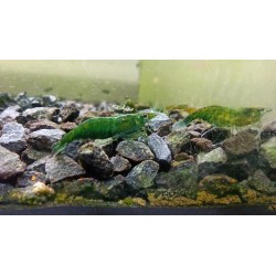 GREEN JADE