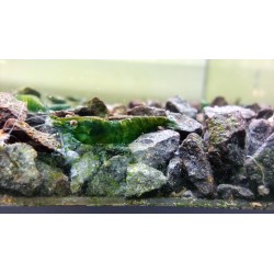 GREEN JADE