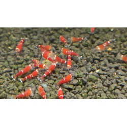 SUPER RED CRYSTAL 2 STRIPES