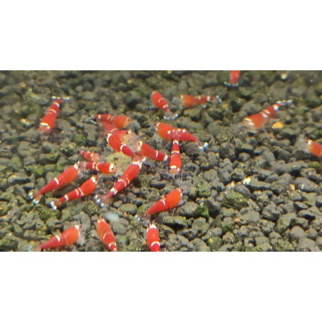 SUPER RED CRYSTAL 2 STRIPES