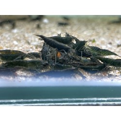 GREEN JADE DARK