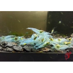 LOT DE 10 BLUE JELLY