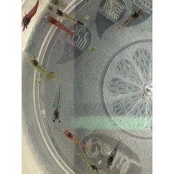 CREVETTE NEOCARIDINA DECLASSES