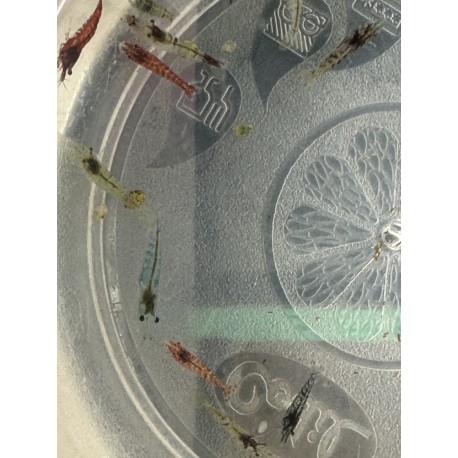 CREVETTE NEOCARIDINA DECLASSES