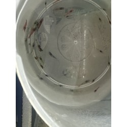 CREVETTE NEOCARIDINA DECLASSES