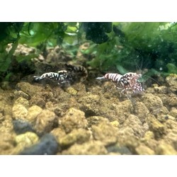 FISHBONNE RED MIDDLE