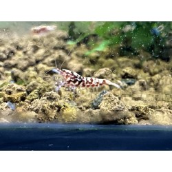 FISHBONNE RED MIDDLE