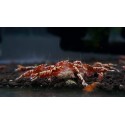 Crevettes sol technique